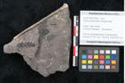 Foto (Objekt + Etikett) von Dicksonia pterioides Ettingshausen (NHMW-GEO-2024-0188-10208)